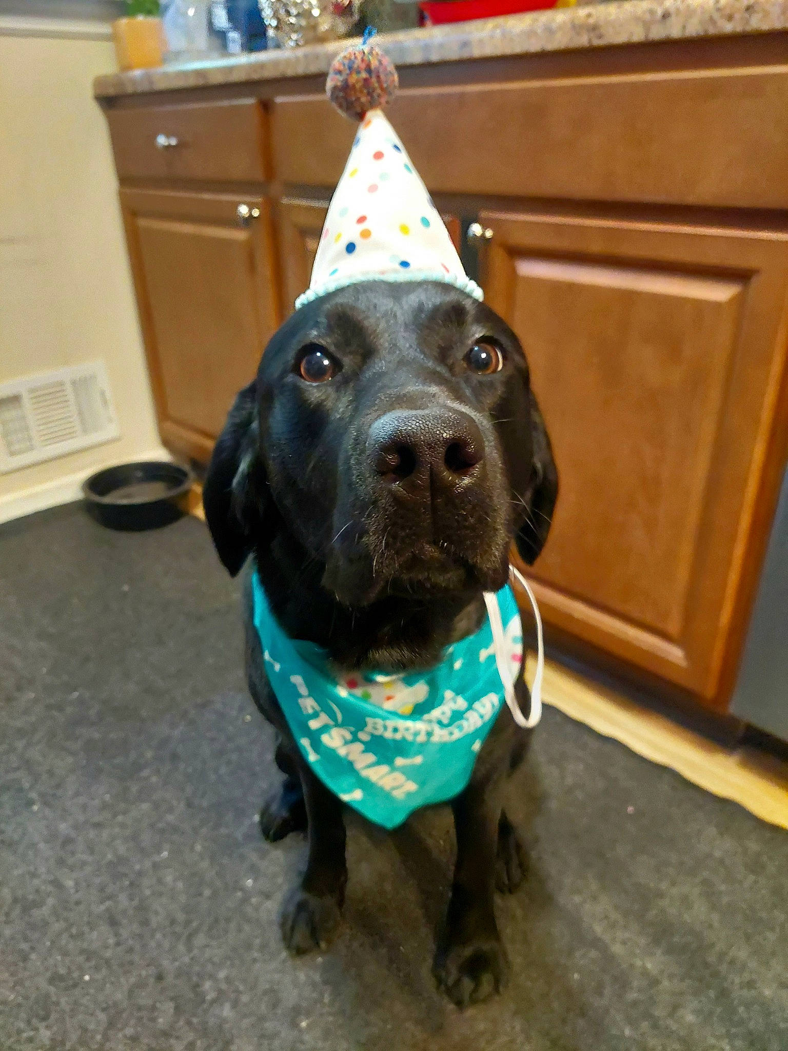 Lucifer Morningstar is registered to the contest to win money with this photo: cabinetry, canidae, carnivore, collar, companion_dog, dog, dog_breed, dog_collar, electric_blue, fashion_accessory, fawn, fur, home_appliance, kitchen_appliance, party_hat, party_supply, snout, sporting_group, whiskers, working_animal