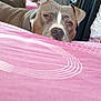 dog, bed, blanket, resting, indoor, pet, fur, canine, sleepy, headboard, pink, pattern, relaxed, animal, domestic, closeup, face, ears, nose, furniture