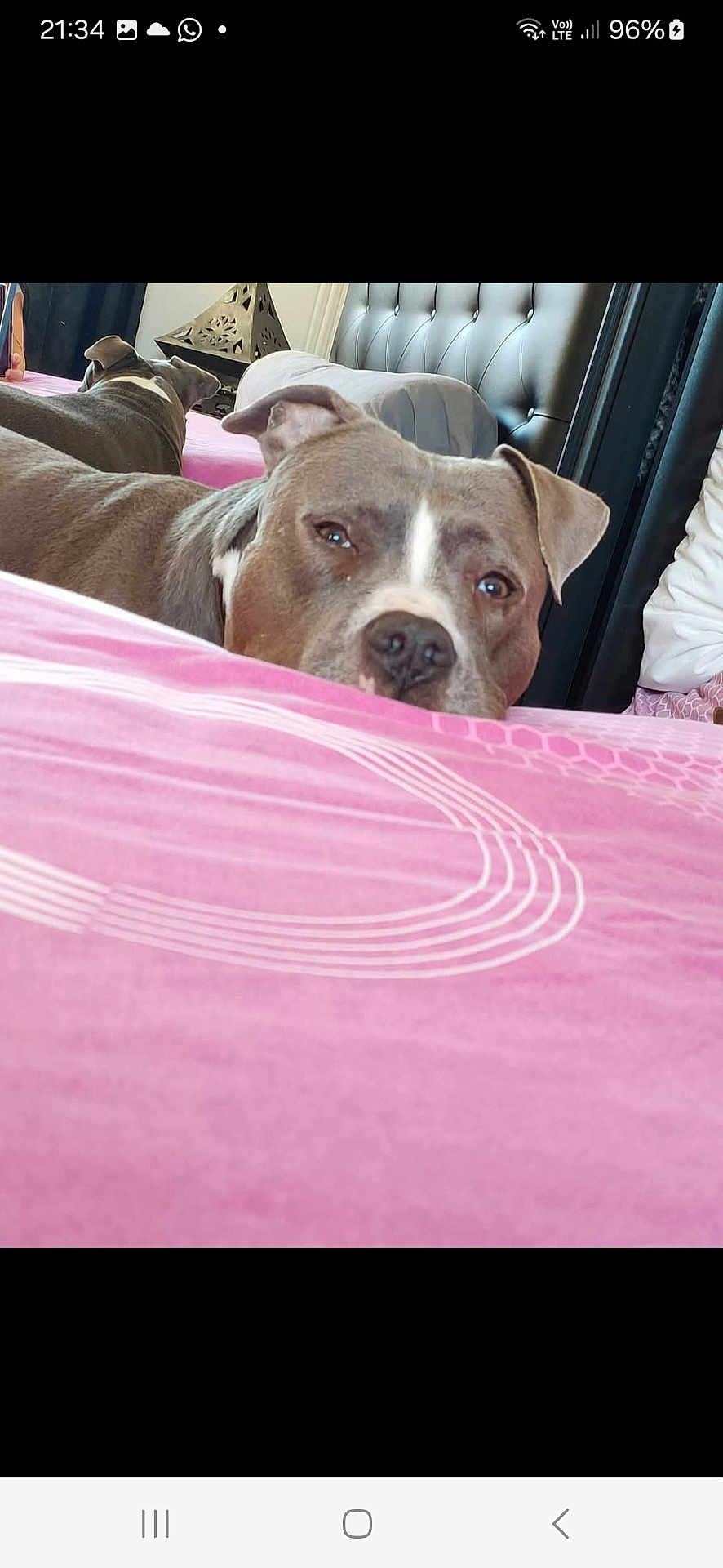 Juanito a rejoint le concours — aidez-le/la à gagner de superbes lots ! dog, bed, blanket, resting, indoor, pet, fur, canine, sleepy, headboard, pink, pattern, relaxed, animal, domestic, closeup, face, ears, nose, furniture
