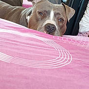 Kayzer participe au concours pour gagner de l'argent avec cette photo : dog, bed, blanket, resting, indoor, pet, fur, canine, sleepy, headboard, pink, pattern, relaxed, animal, domestic, closeup, face, ears, nose, furniture