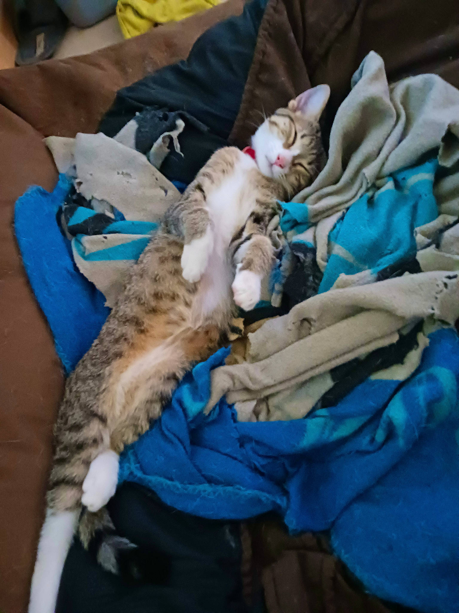 Diablo a rejoint le concours — aidez-le/la à gagner de superbes lots ! bag, baggage, canidae, carnivore, cat, claw, comfort, companion_dog, dog_breed, domestic_short_haired_cat, electric_blue, felidae, fur, linens, nap, room, small_to_medium_sized_cats, sporting_group, tail, whiskers