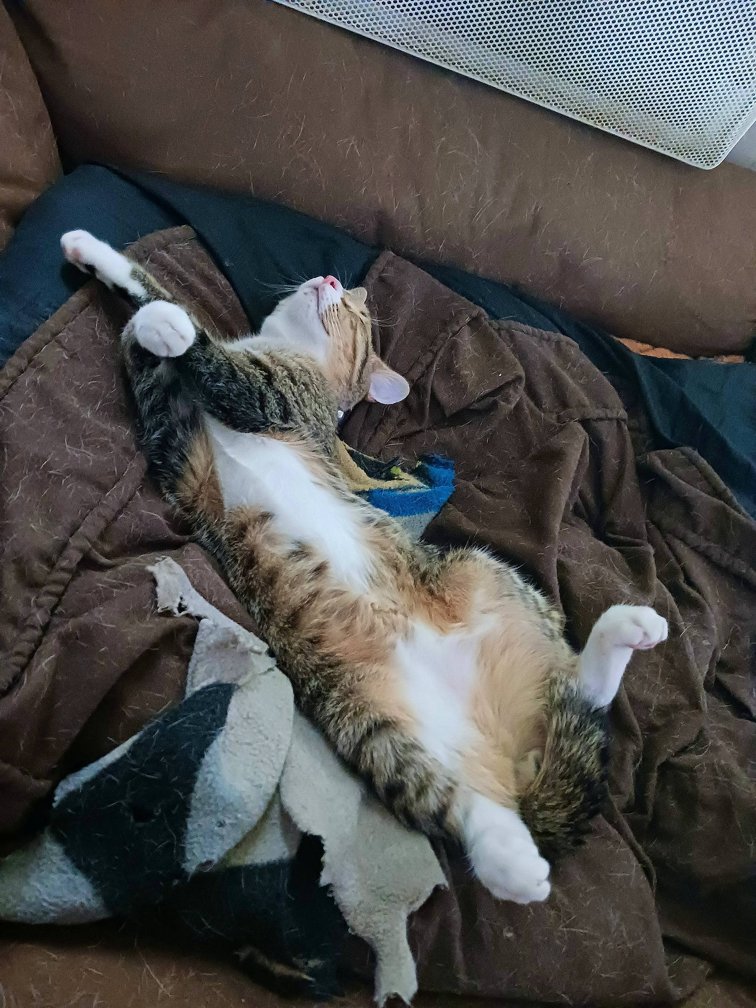 Diablo a rejoint le concours — aidez-le/la à gagner de superbes lots ! carnivore, cat, claw, comfort, couch, domestic_short_haired_cat, felidae, fur, linens, paw, small_to_medium_sized_cats, tail, whiskers