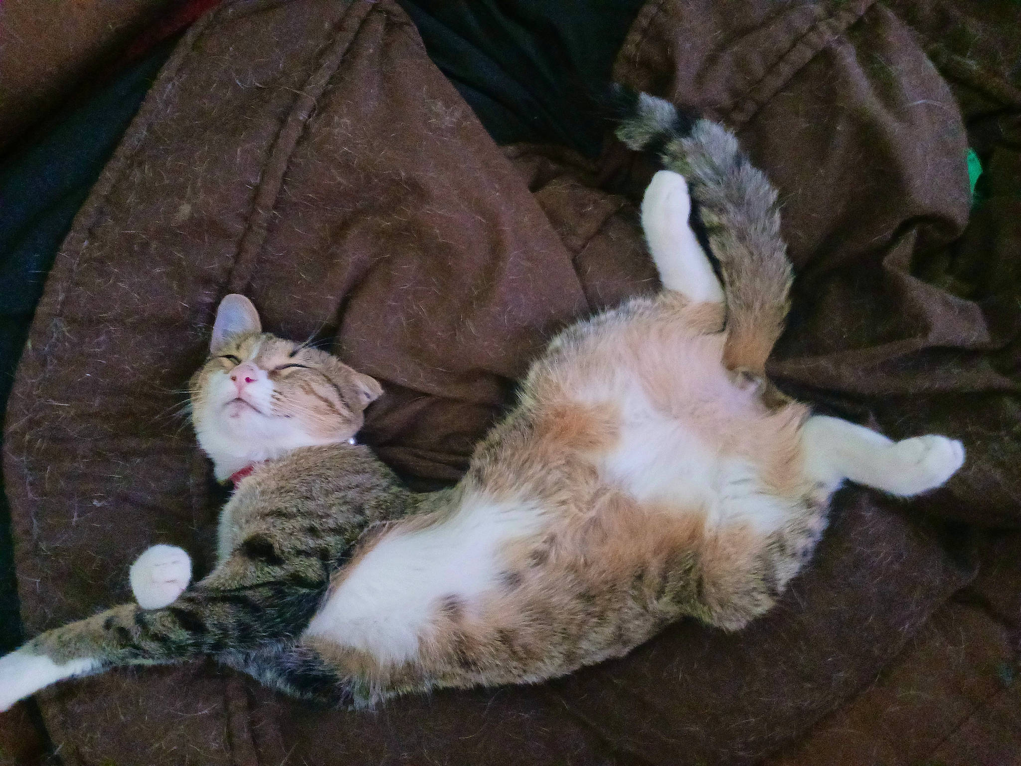 Diablo a rejoint le concours — aidez-le/la à gagner de superbes lots ! carnivore, cat, claw, comfort, domestic_short_haired_cat, fawn, felidae, fur, nap, paw, small_to_medium_sized_cats, tail, terrestrial_animal, whiskers