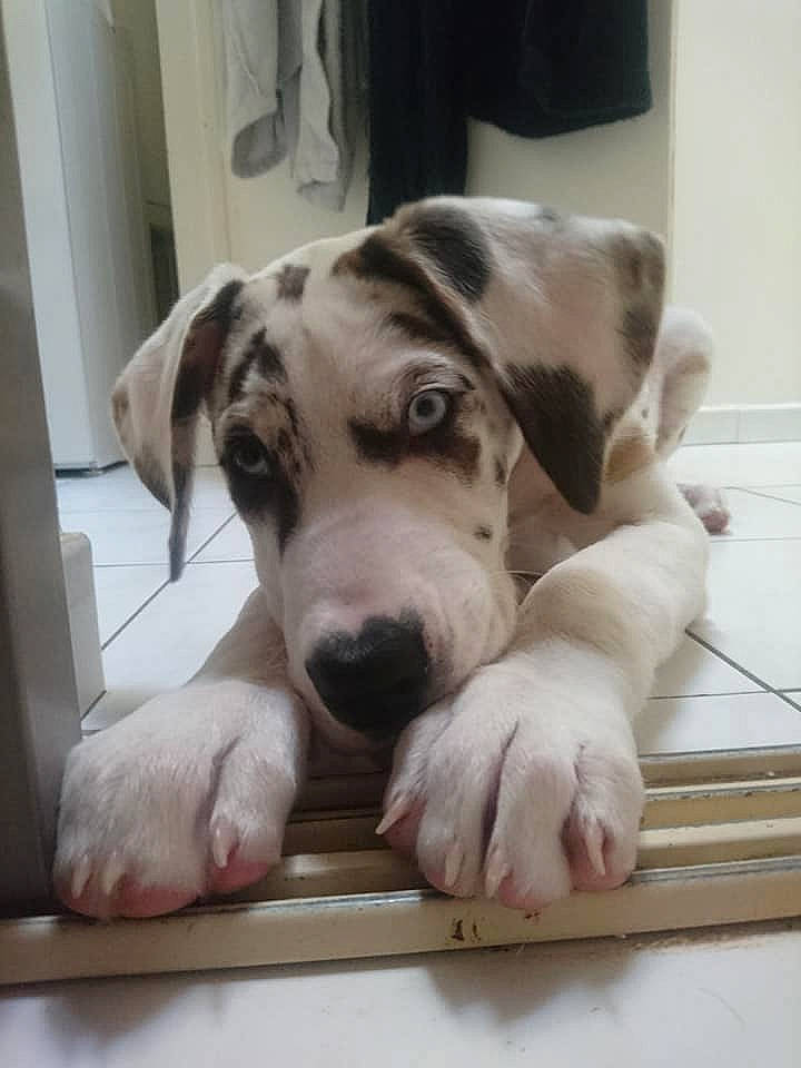 Granite a rejoint le concours — aidez-le/la à gagner de superbes lots ! canidae, carnivore, catahoula_bulldog, companion_dog, dog, dog_breed, fawn, great_dane, guard_dog, mammal, non_sporting_group, rare_breed_dog, snout, sporting_group, vertebrate