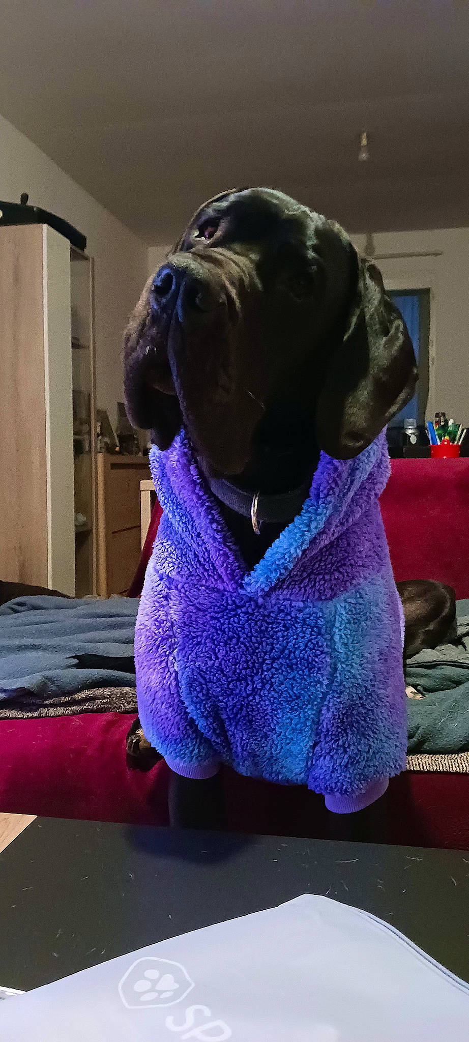 Sakura a rejoint le concours — aidez-le/la à gagner de superbes lots ! canidae, carnivore, collar, companion_dog, dog, dog_breed, dog_collar, dog_supply, electric_blue, fawn, flowerpot, fur, gun_dog, houseplant, liver, magenta, pet_supply, purple, snout, sporting_group