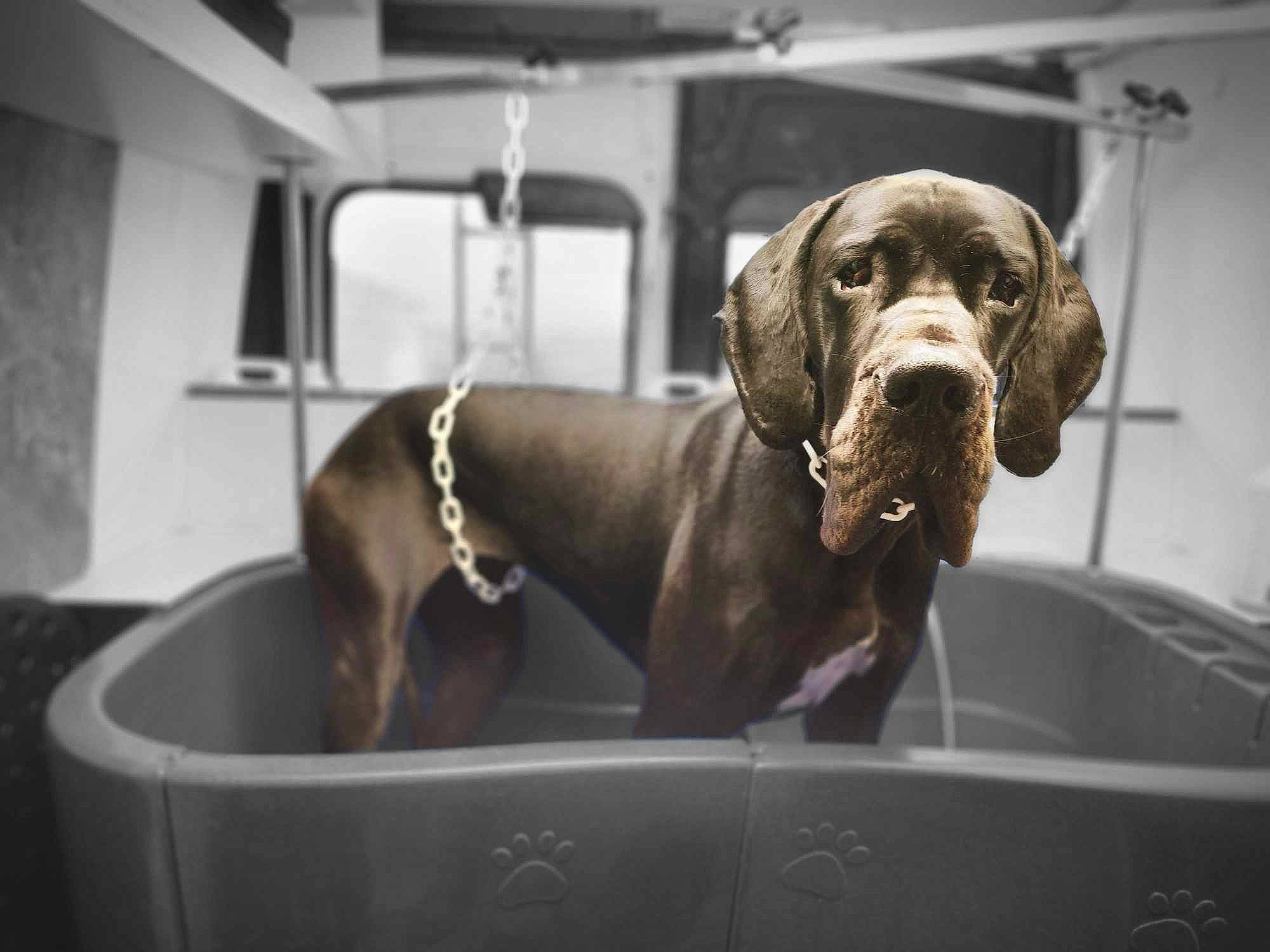 Sakura participe au concours pour gagner de l'argent avec cette photo : canidae, car, carnivore, companion_dog, corgi_chihuahua, dog, dog_breed, dog_collar, family_car, guard_dog, gun_dog, hunting_dog, liver, monochrome_photography, non_sporting_group, sporting_group, vehicle, windshield, working_animal, working_dog