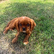 Twix is registered to the contest to win money with this photo: puppy, dog, grass, outdoor, pet, brown_fur, cute, animal, young_dog, nature, sunlight, lawn, adorable, canine, small_dog, grass_patch, closeup, fur, eyes, portrait