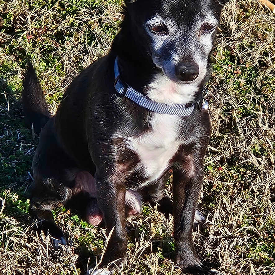 Chico is registered to the contest to win money with this photo: accessories, advertisement, animal, ball, bostonbull, bulldog, canine, chihuahua, dog, envelope, grass, greetingcard, husky, mail, person, pet, plant, puppy, sport, strap