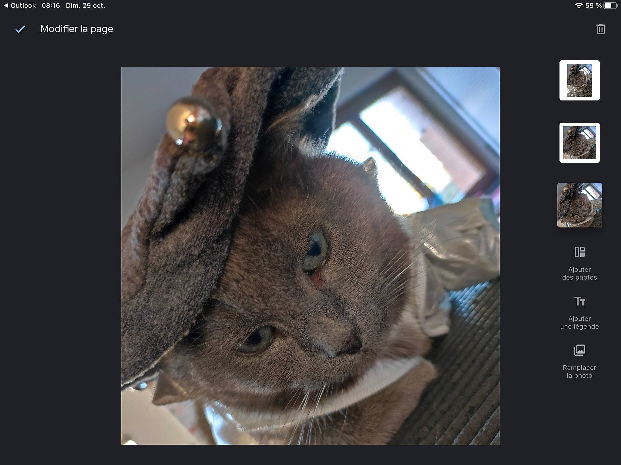 éc a rejoint le concours — aidez-le/la à gagner de superbes lots ! ear, editing, eyelash, fashion_accessory, felidae, fish, font, fur, gesture, graphics_software, multimedia, multimedia_software, organism, photo_caption, plant, screenshot, selfie, snout, tree, whiskers