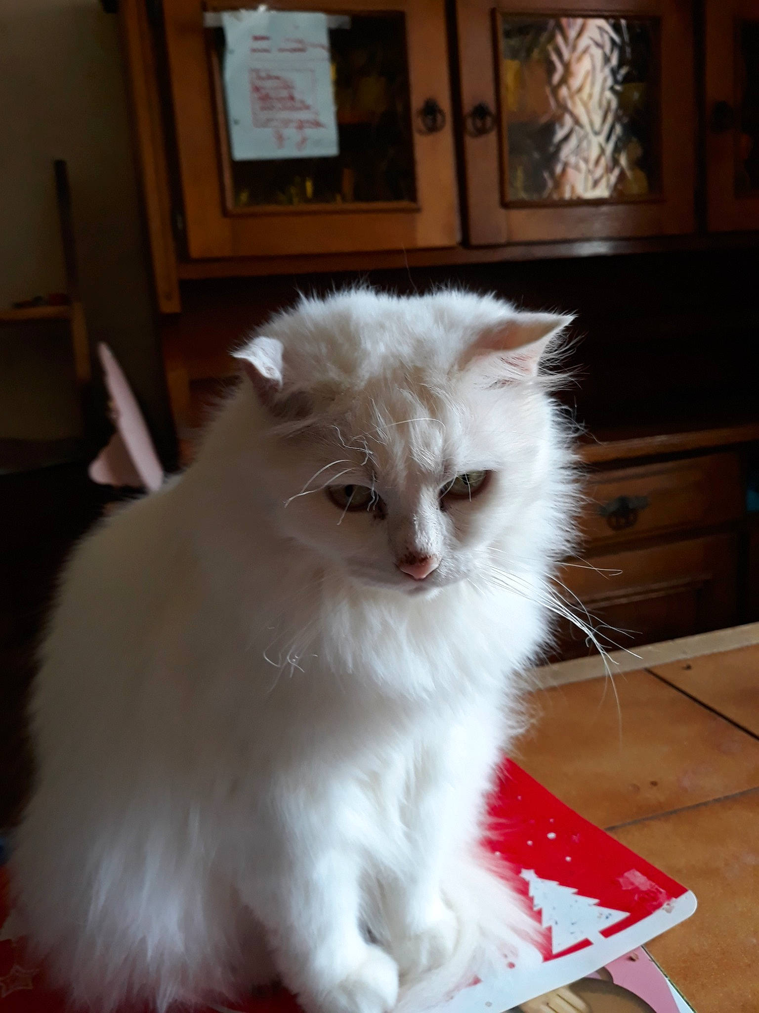 Ravoli a rejoint le concours — aidez-le/la à gagner de superbes lots ! asian_semi_longhair, british_longhair, british_semi_longhair, burmilla, carnivore, cat, domestic_long_haired_cat, eye, felidae, fur, kitten, mammal, napoleon_cat, persian, ragamuffin, ragdoll, small_to_medium_sized_cats, turkish_angora, vertebrate, whiskers