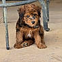 Cooper joined the competition — help win amazing prizes! puppy, dog, brown, black, fur, sitting, collar, name_tag, concrete, floor, metal_chair, outdoor, pet, cute, young, animal, portrait, small, furry, curious