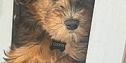 Cooper is registered to the contest to win money with this photo: dog, puppy, blue_eyes, fluffy, fur, brown_fur, pet_tag, door, curious, resting, indoors, animal, canine, cute, paws, close_up, portrait, young_dog, looking, cozy