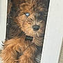 dog, puppy, blue_eyes, fluffy, fur, brown_fur, pet_tag, door, curious, resting, indoors, animal, canine, cute, paws, close_up, portrait, young_dog, looking, cozy