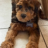 Cooper is registered to the contest to win money with this photo: puppy, dog, pet, brown_fur, fluffy, floor, tile, indoor, cute, collar, dog_tag, relaxed, animal, canine, young_dog, adorable, lying_down, small_dog, furry, companion