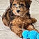 Cooper