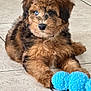 puppy, dog, blue_eye, toy, floor, tile, fluffy, brown, black, cute, pet, indoor, young_dog, playing, animal, fur, laying_down, adorable, domestic_animal, front_paws