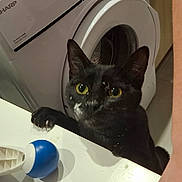 Oreo a rejoint le concours — aidez-le/la à gagner de superbes lots ! animal, appliance, black_cat, cat, claw, close_up, curious, domestic, feline, home, indoor, kitchen, laundry_room, looking_up, paw, pet, smudge, washing_machine, white_surface, yellow_eyes