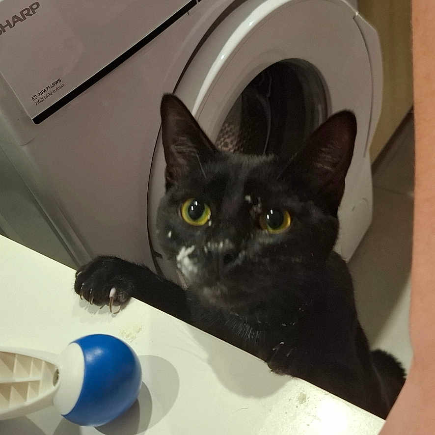Oreo