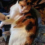 Sweetie Pie joined the competition — help win amazing prizes! cat, calico, feline, pet, sleepy, fur, whiskers, indoor, texture, feathers, soft, resting, closeup, animal, domestic, cozy, household, relaxed, orange, white