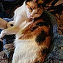 cat, calico, feline, pet, sleepy, fur, whiskers, indoor, texture, feathers, soft, resting, closeup, animal, domestic, cozy, household, relaxed, orange, white