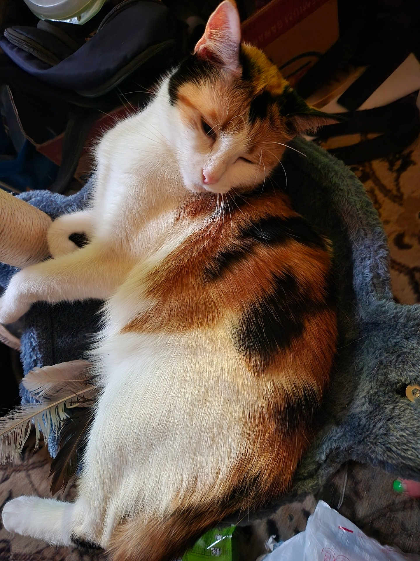 Sweetie Pie joined the competition — help win amazing prizes! cat, calico, feline, pet, sleepy, fur, whiskers, indoor, texture, feathers, soft, resting, closeup, animal, domestic, cozy, household, relaxed, orange, white