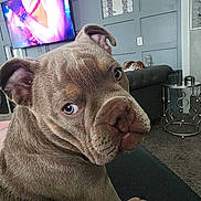 Sarafina joined the competition — help win amazing prizes! dog, puppy, indoor, couch, living_room, wall_panel, television, side_table, decor, furniture, brown_dog, pet, animal, close_up, curious_look, seated, home, canine, wrinkled_face, ears