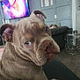dog, puppy, indoor, couch, living_room, wall_panel, television, side_table, decor, furniture, brown_dog, pet, animal, close_up, curious_look, seated, home, canine, wrinkled_face, ears