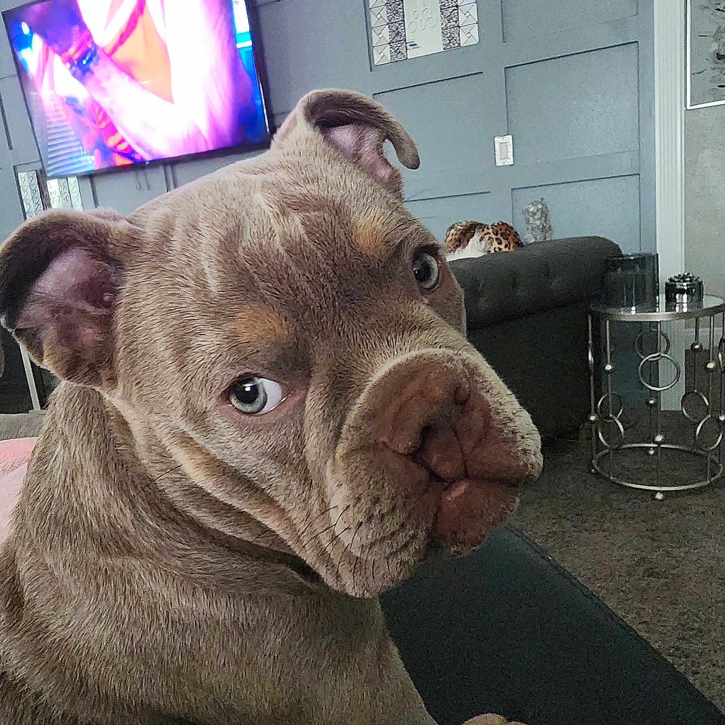 Sarafina joined the competition — help win amazing prizes! animal, brown_dog, canine, close_up, couch, curious_look, decor, dog, ears, furniture, home, indoor, living_room, pet, puppy, seated, side_table, television, wall_panel, wrinkled_face
