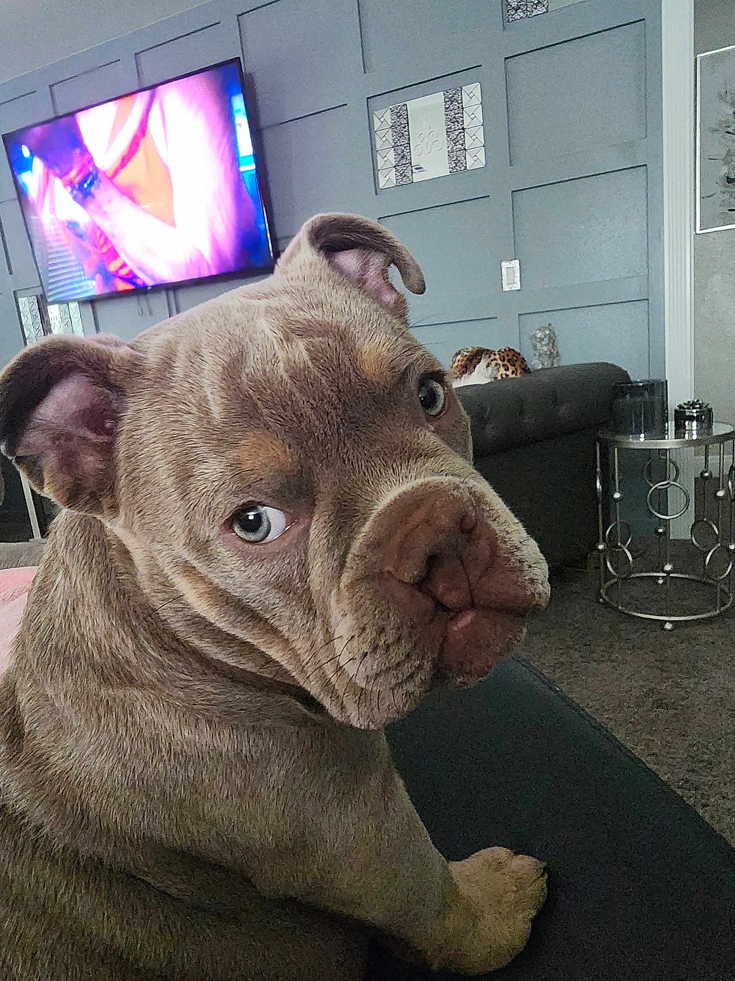 Sarafina joined the competition — help win amazing prizes! dog, puppy, indoor, couch, living_room, wall_panel, television, side_table, decor, furniture, brown_dog, pet, animal, close_up, curious_look, seated, home, canine, wrinkled_face, ears
