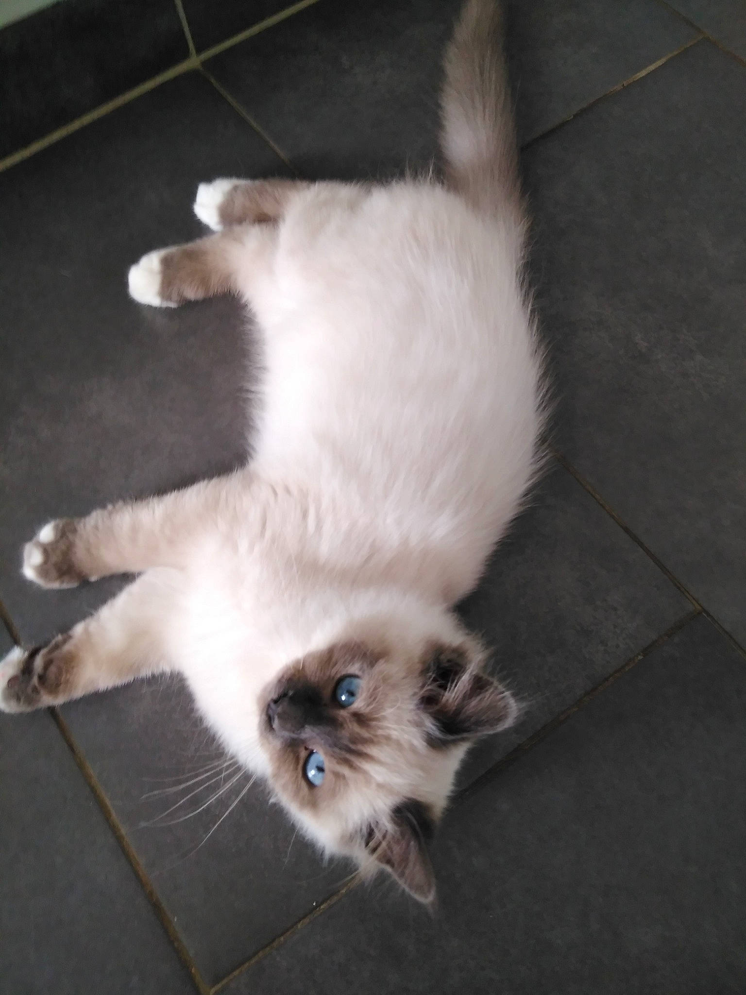 Pekin participe au concours pour gagner de l'argent avec cette photo : balinese, birman, carnivore, cat, domestic_long_haired_cat, fawn, felidae, himalayan, javanese, kitten, mammal, paw, persian, ragamuffin, ragdoll, small_to_medium_sized_cats, tail, thai, vertebrate, whiskers