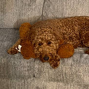 Teddy joined the competition — help win amazing prizes! animal, brown_dog, companion, couch, cozy, curly_fur, cute, dog, fur, gray_couch, home, indoor, laying_down, mammal, pet, plush_toy, relaxed, resting, snuggle, stuffed_animal