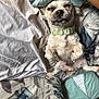 Rockey joined the competition — help win amazing prizes! dog, sleeping, bed, pillow, blanket, collar, pet, indoor, cute, relaxed, fur, small_dog, resting, canine, cozy, comfort, animal, domestic, cute_pet, lying_down