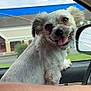 Rockey is registered to the contest to win money with this photo: dog, small_dog, white_dog, car_interior, window, side_mirror, tongue_out, happy, pet, companion, fluffy_ears, closeup, animal, vehicle, seat, roadside, daylight, smiling, cute, friendly