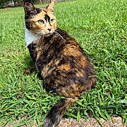 Callie is registered to the contest to win money with this photo: animal, calico_cat, cat, closeup, daytime, ears, eyes, fence, fur, garden, grass, greenery, mammal, nature, outdoor, pet, stone_pathway, sunlight, tail, whiskers