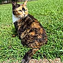animal, calico_cat, cat, closeup, daytime, ears, eyes, fence, fur, garden, grass, greenery, mammal, nature, outdoor, pet, stone_pathway, sunlight, tail, whiskers