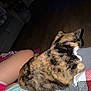 Callie joined the competition — help win amazing prizes! animal, blanket, casual, cat, couch, cozy, feline, fur, home, indoor, lap, leg, night, person, pet, relaxation, resting, television, tortoiseshell_cat, wood_floor