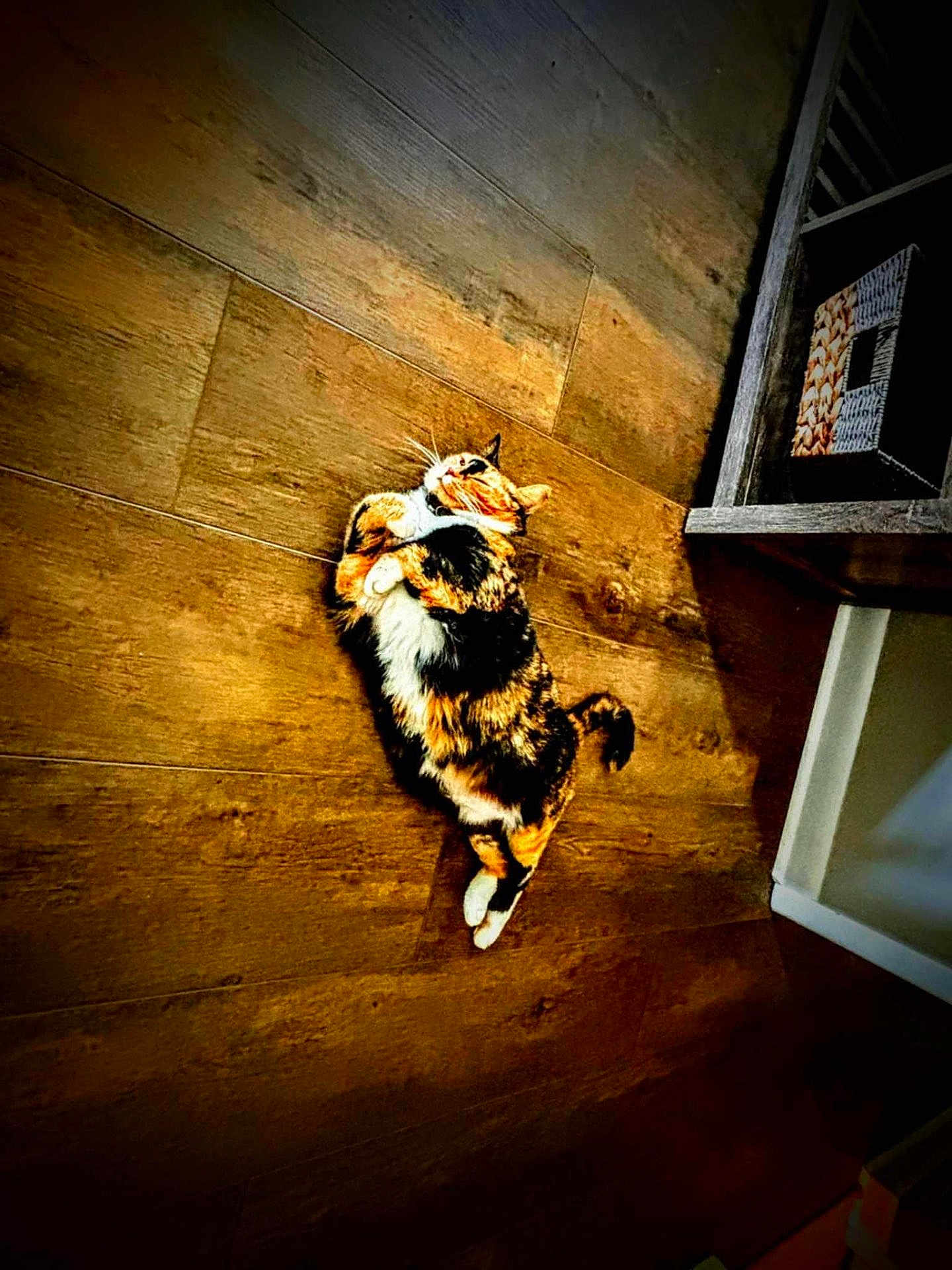 Callie