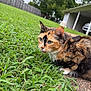Callie joined the competition — help win amazing prizes! alert, animal, calico_cat, carport, cat, closeup, curious, daylight, driveway, fence, fur, grass, greenery, mammal, nature, outdoor, pet, suburban, tree, whiskers