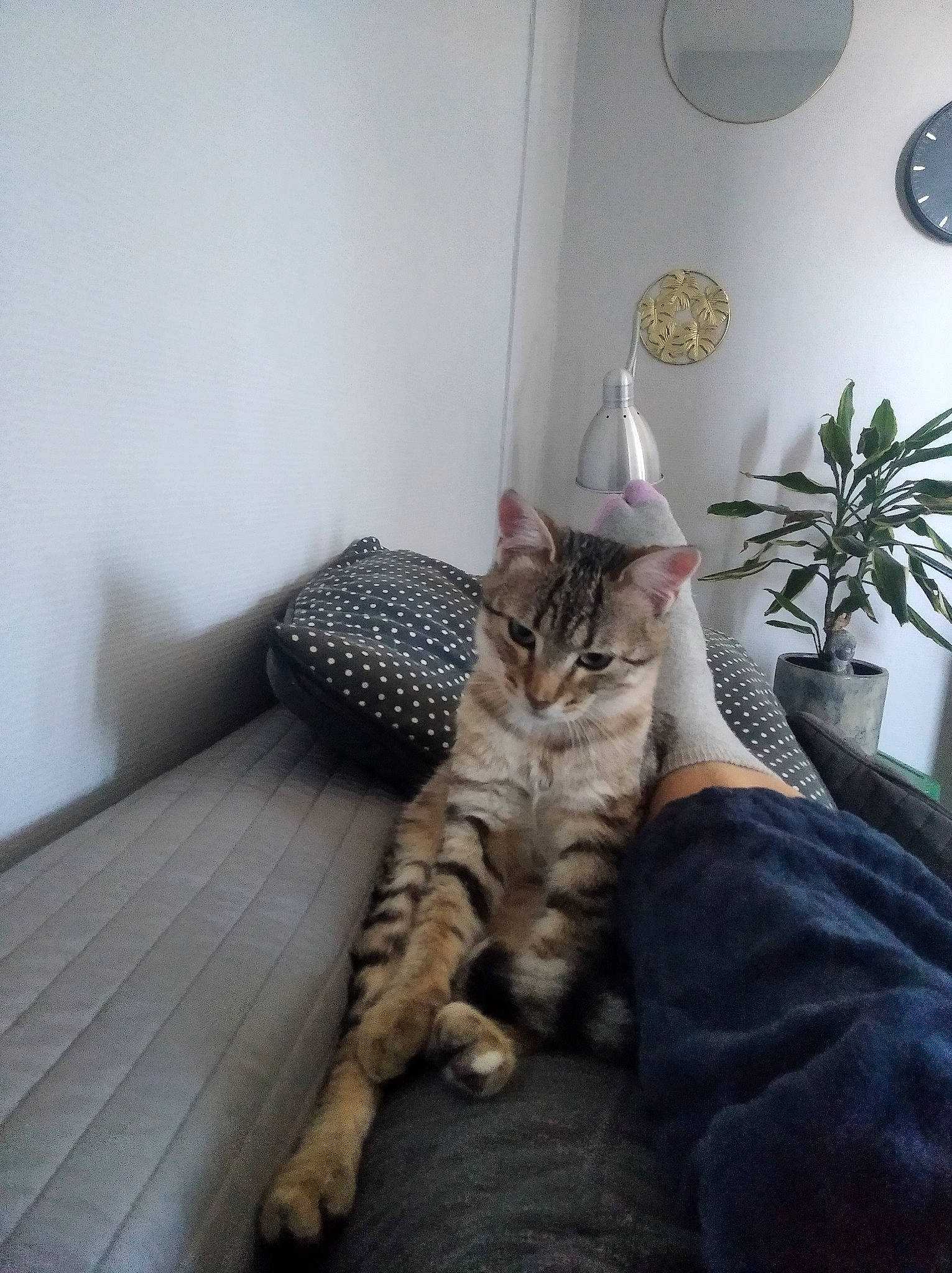 Marcel a rejoint le concours — aidez-le/la à gagner de superbes lots ! bed, carnivore, cat, comfort, domestic_short_haired_cat, felidae, flooring, flowerpot, fur, grey, hardwood, houseplant, paw, plant, room, sitting, small_to_medium_sized_cats, tail, whiskers, wood