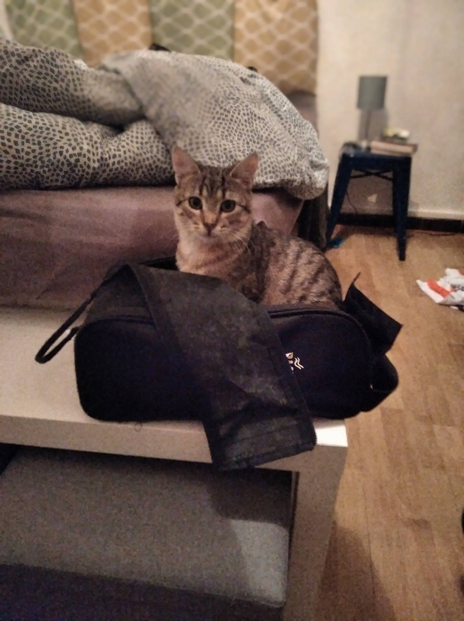Marcel a rejoint le concours — aidez-le/la à gagner de superbes lots ! bag, carnivore, cat, comfort, domestic_short_haired_cat, eyewear, fawn, felidae, flooring, fur, grey, linens, luggage_and_bags, room, sitting, small_to_medium_sized_cats, tail, whiskers, wood
