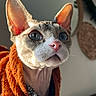 Bills joined the competition — help win amazing prizes! cat, sphynx_cat, pet, portrait, close_up, large_ears, blue_eyes, pink_nose, hairless, orange_sweater, knitwear, collar, indoor, sunlight, dramatic_lighting, animal, feline, wide_eyed, fashion, cozy