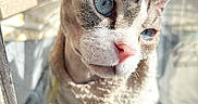 Bills joined the competition — help win amazing prizes! cat, animal, pet, close_up, portrait, blue_eyes, pink_nose, large_ears, short_hair, feline, whiskers, sunlight, window, indoors, curious, alert, face, fur, standing, photography