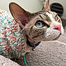Bills is registered to the contest to win money with this photo: cat, feline, pet, animal, portrait, close_up, blue_eyes, large_ears, pink_nose, whiskers, collar, knitted_blanket, colorful, cozy, indoors, couch, soft_furnishings, alert, cute, photography