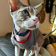 Bills joined the competition — help win amazing prizes! cat, sphynx_cat, hairless, pet, animal, portrait, close_up, blue_eyes, pink_nose, collar, shirt, indoors, living_room, christmas_tree, holiday, lights, bokeh, furniture, sitting, funny