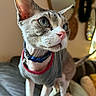 cat, sphynx_cat, hairless, pet, animal, portrait, close_up, blue_eyes, pink_nose, collar, shirt, indoors, living_room, christmas_tree, holiday, lights, bokeh, furniture, sitting, funny