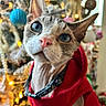 cat, sphynx_cat, pet, animal, portrait, close_up, blue_eyes, large_ears, red_clothing, collar, christmas_tree, ornaments, holiday, festive, lights, indoors, decorations, white_fur, hairless_cat, funny_expression