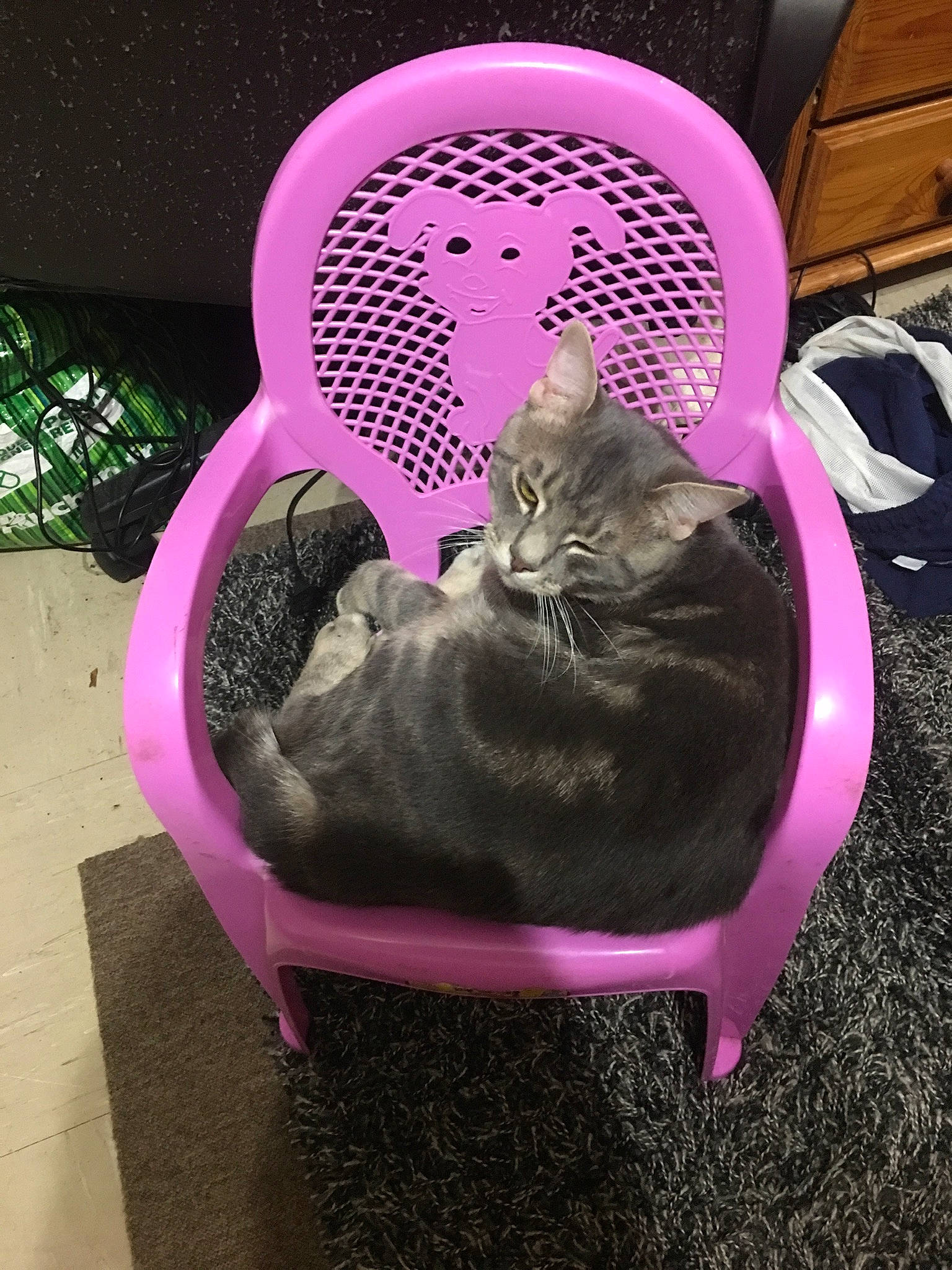 Fauve a rejoint le concours — aidez-le/la à gagner de superbes lots ! carnivore, cat, cat_supply, felidae, magenta, pink, small_to_medium_sized_cats