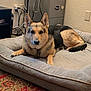 Bella is registered to the contest to win money with this photo: dog, german_shepherd, pet_bed, indoor, carpet, furniture, wall, electrical_outlet, cords, cabinet, floor, animal, canine, resting, looking_at_camera, medium_coat, ears_up, brown, black, comfortable