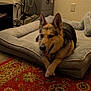 Bella is registered to the contest to win money with this photo: dog, german_shepherd, pet_bed, indoor, carpet, crossed_paws, canine, resting, animal, furniture, cozy, domestic, mammal, ears, tongue_out, floor, home, relaxed, comfortable, dog_bed