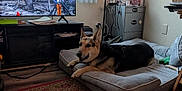 Bella joined the competition — help win amazing prizes! dog, german_shepherd, dog_bed, living_room, television, rug, cabinet, window_blinds, chew_toy, floor, cushion, pet, furniture, indoor, relaxed, canine, home, cozy, electronics, carpet
